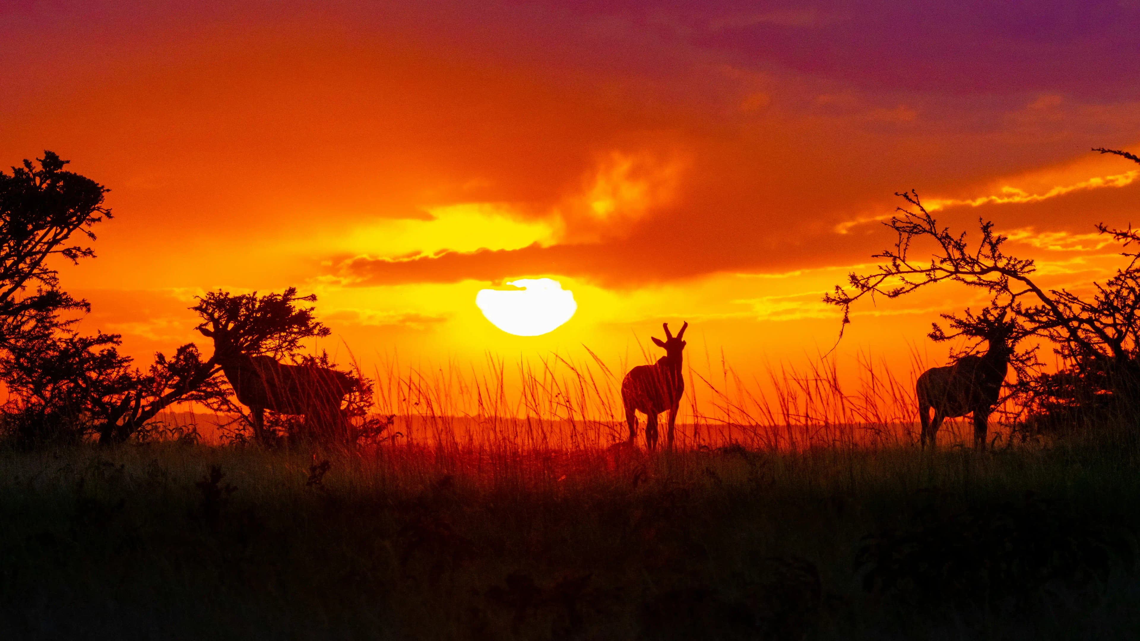 Maasai cattle keepers with their herd at sunset.
