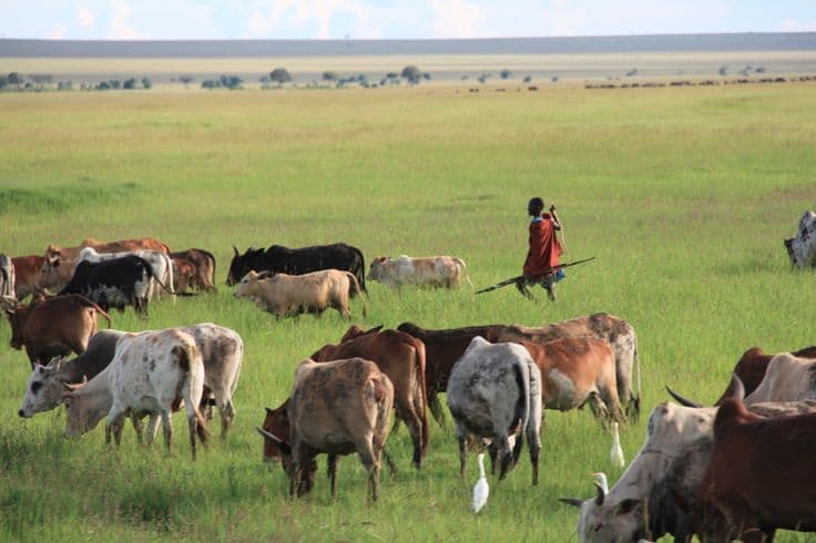 Lush green pastures with cattle grazing.