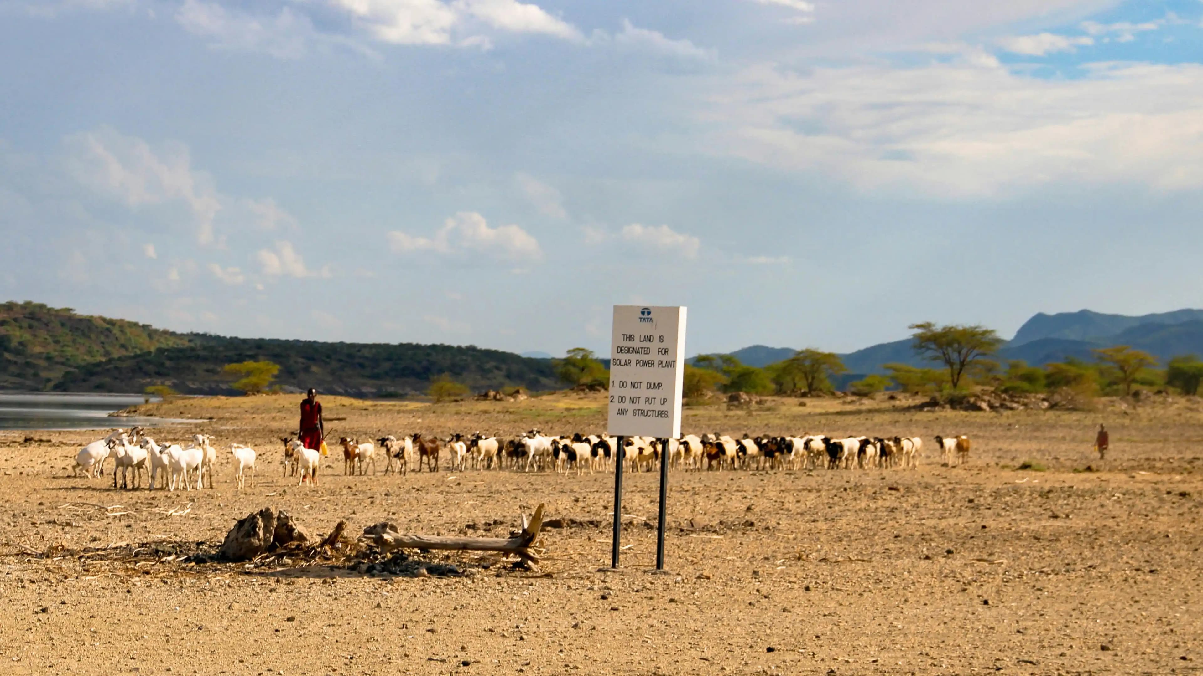 Lush green pastures with cattle grazing.